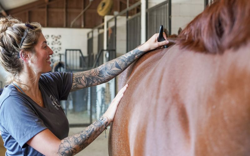 Equine chiropractic.