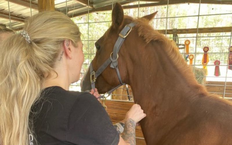 Dr. Newsham with brown horse.