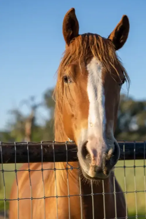 Horse in a pasture.