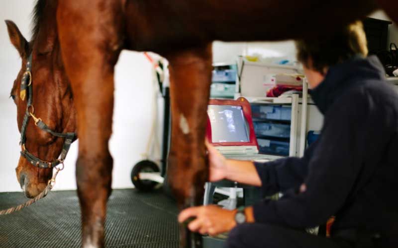 Equine diagnostic imaging.