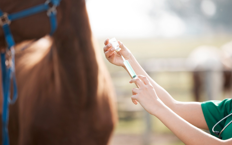 Equine vaccinations.