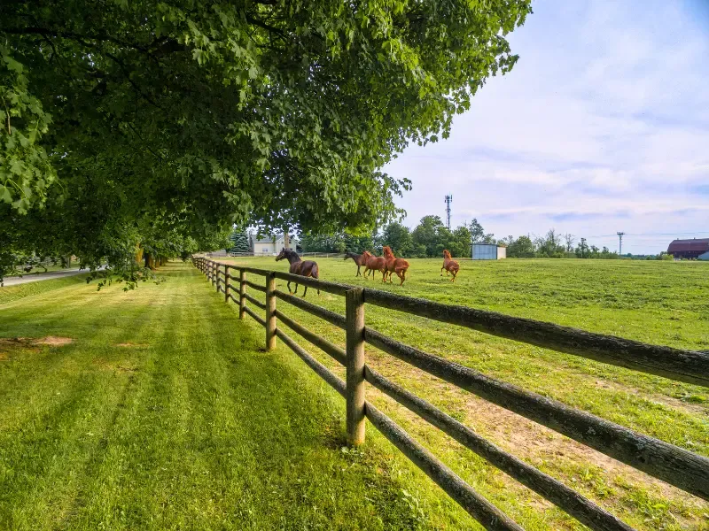 Horses grazing on spring grass.