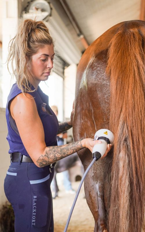 Equine shockwave.