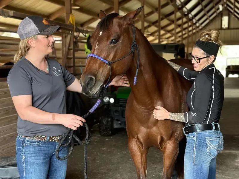 Muscle relief therapy for horses.