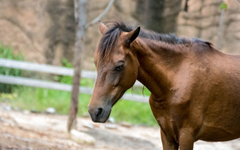 Horse with strangles.