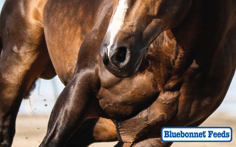 Bluebonnet Feeds cover.