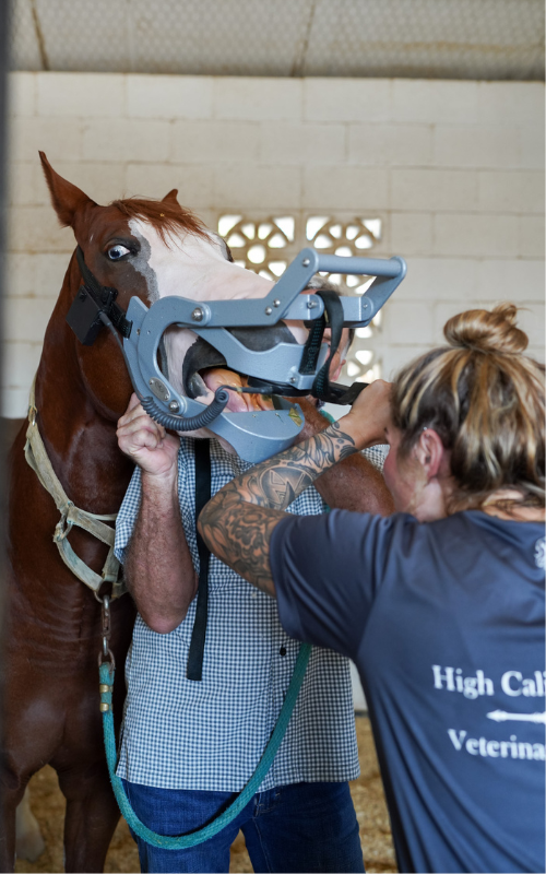 Equine dental services.