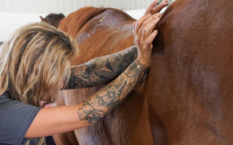 Equine chiropractic care.