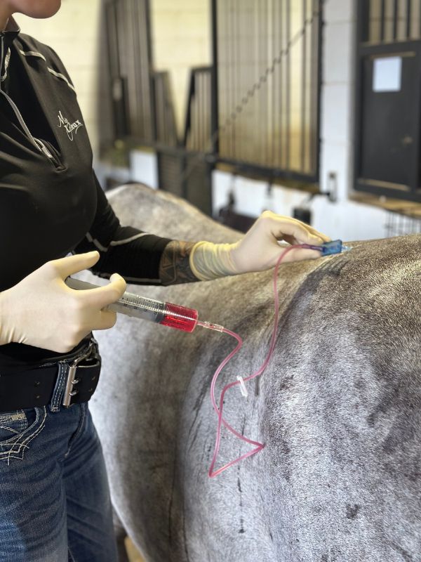 Equine mesotherapy.
