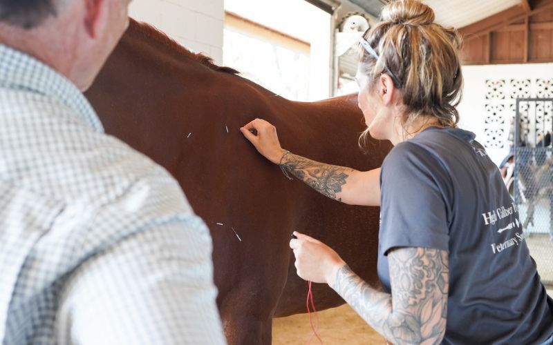 Equine acupuncture.