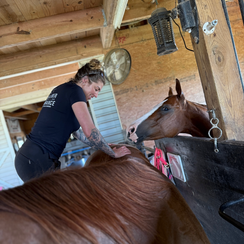 Dr. Newsham standing over a horse in a mobile treatment stall adjusting the horse's rear spinal column in a barn. Another horse in the adjacent stall looks over the divider to see what's going on.